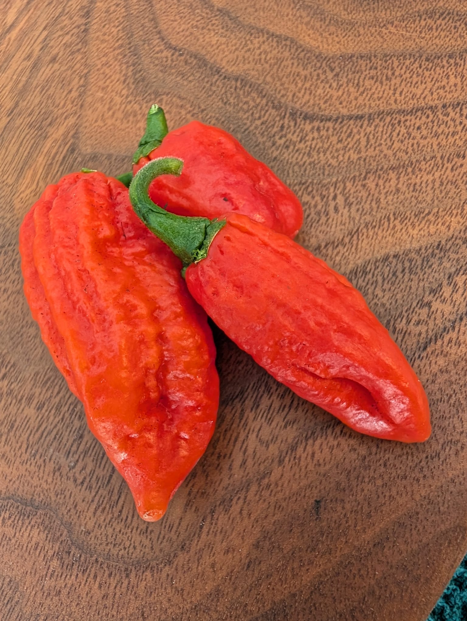 Chilli